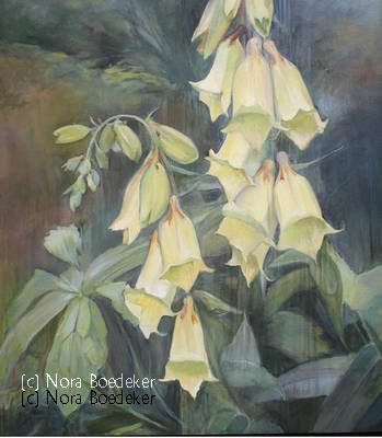 Foxgloves Foxgloves