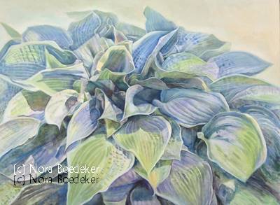 Hosta 1 Hosta 1