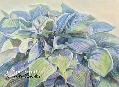 Hosta 1