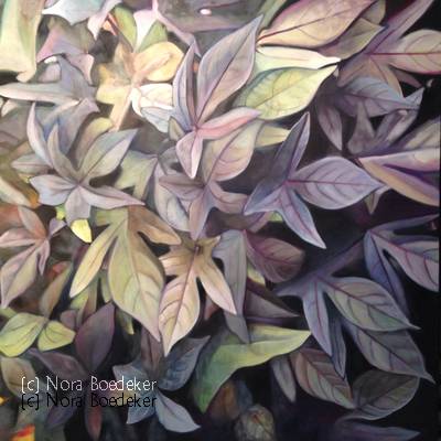 Sweet potato vine Sweet potato vine