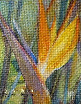 Bird of Paradise Bird of Paradise