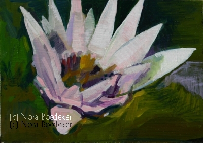 Water Lily Water Lily